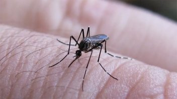 Confirmaron cinco casos de chikungunya en la ciudad de Santa Fe