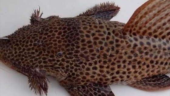 Capturan raro pez en el río Paraná que es poco frecuente pescar con caña: fotos