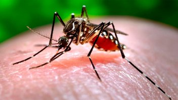 En Entre Ríos hay 99 casos de dengue, la mayoría en Paraná