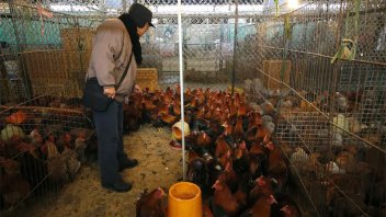 La OMS confirmó la muerte de una persona infectada por gripe aviar en China