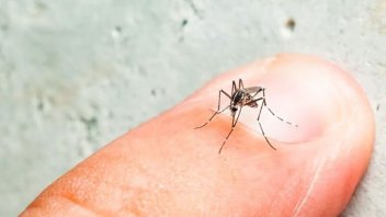 Dengue en Concordia: afirman que cada vez hay más casos 