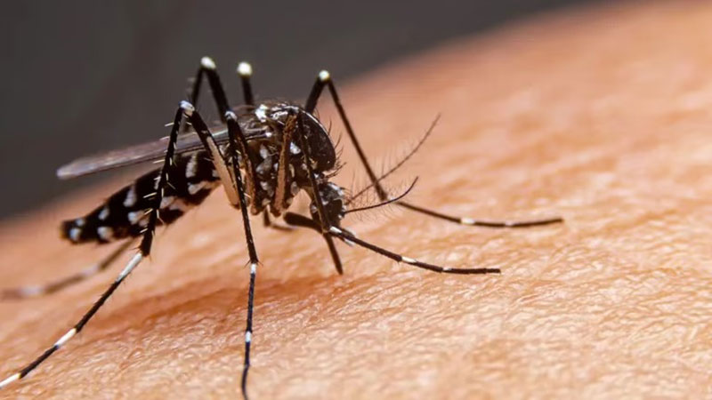 El Aedes aegypti, el vector de la enfermedad. Foto: Archivo