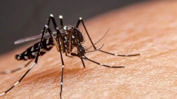 Cuáles son las tres provincias que registraron aumento de casos de dengue