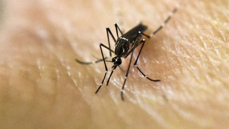 Aumentaron 2.500% los casos de dengue Argentina, según investigadora del Conicet