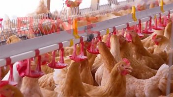 Brote de gripe aviar: sostienen que “el consumo del producto no está en riesgo”