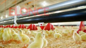 Gripe aviar: se avanzará con China en regionalización de exportaciones avícolas