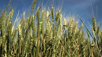Estiman 23% de crecimiento de la producción de trigo en el país