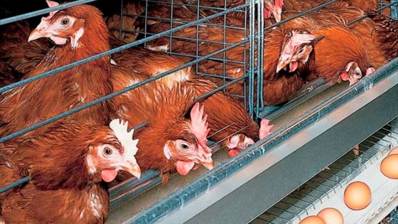 Detectaron un nuevo caso de gripe aviar en otra granja de Racedo