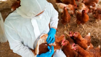 Gripe Aviar: ya sacrificaron las 13.000 aves afectadas en granja de Racedo