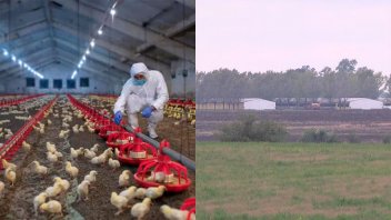 Gripe aviar en Racedo: esperan resultados de hisopados y enviaron más muestras