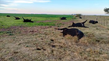 Alerta por intoxicación en ganado tras la sequía: lo que recomienda el Inta