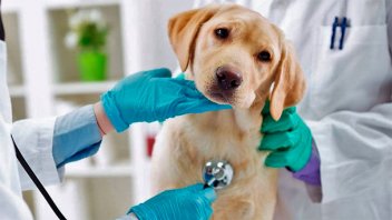 La profesión veterinaria fue declarada de interés sanitario