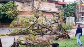 Video: Cadete se salvó de milagro tras la caída de un árbol de gran porte