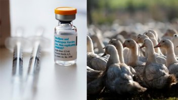 Dos vacunas contra la gripe aviar resultaron 