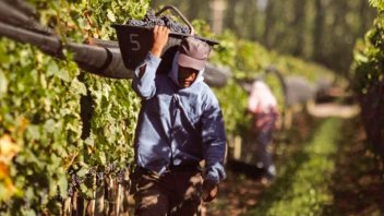 Destinarán $500 millones para asistir a productores vitivinícolas