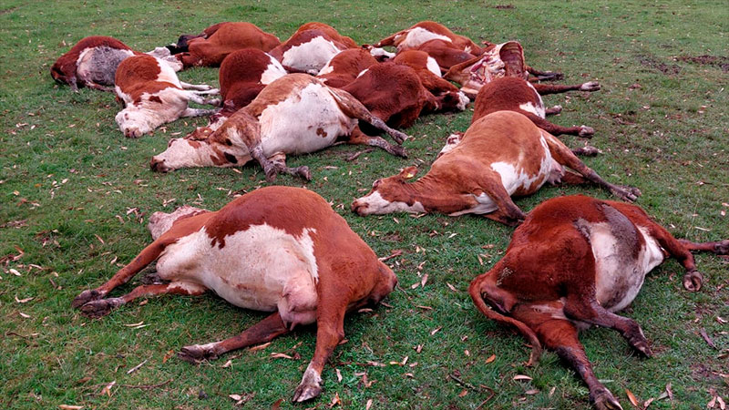 Vacas muertas por intoxicación con nitrato en Federación.