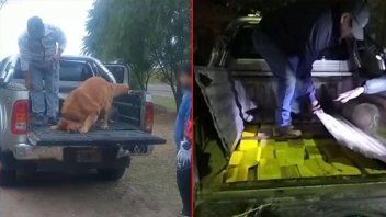 Ocultaban más de 97 kilos de cocaína en doble fondo de una camioneta