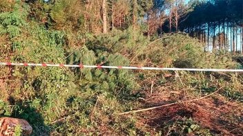 Un joven murió aplastado por un árbol mientras trabajaba cortando pinos