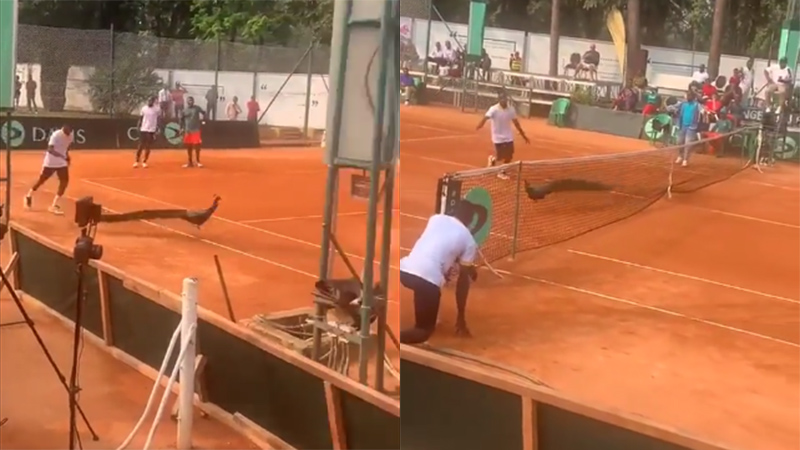 Un partido de Copa Davis fue interrumpido por un pavo real.