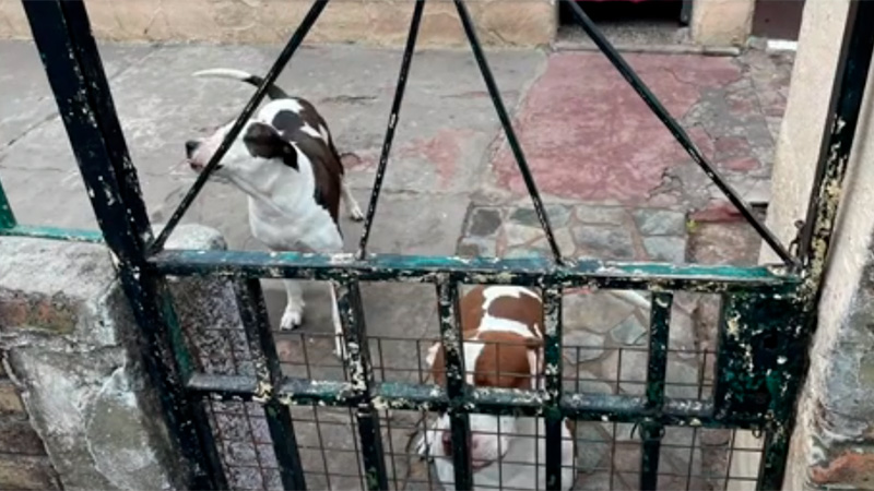 Ordenan secuestrar pitbull que atacaron a una nena pero no hay dónde alojarlos