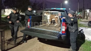 Detuvieron al dueño de los perros pitbull que atacaron a una beba en Santa Fe