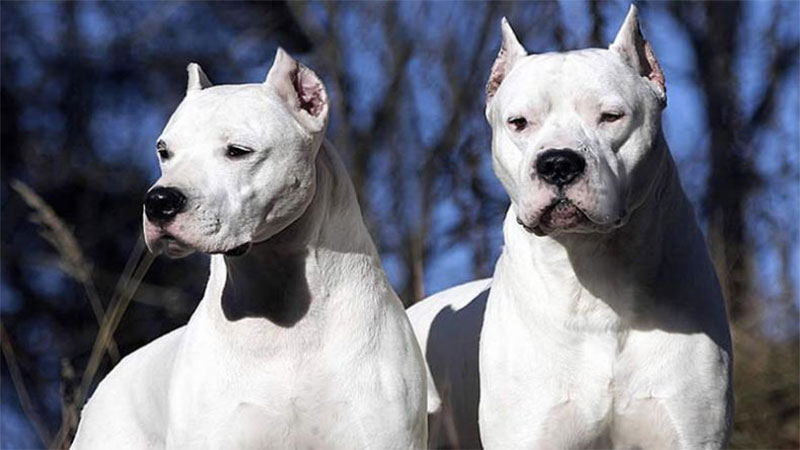 Dos dogos escaparon de una casa, atacaron a vecinos y los mataron a cuchillazos