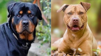 Córdoba exigirá seguro contra terceros a dueños de perros de razas peligrosas