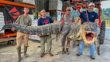 Capturaron un cocodrilo que pesaba más de 800 kilos y medía más de cuatro metros