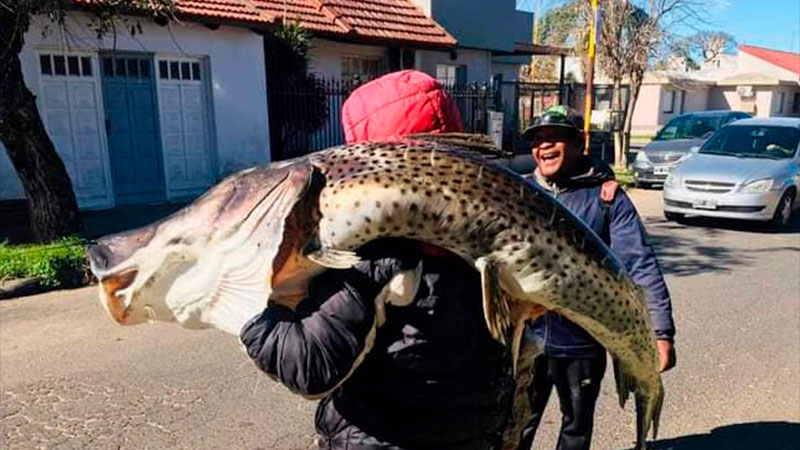 Pescó surubí de más 40 kilos en el río Uruguay.