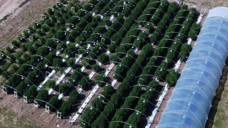 En Santa Fe ya funcionan los primeros consultorios de cannabis medicinal