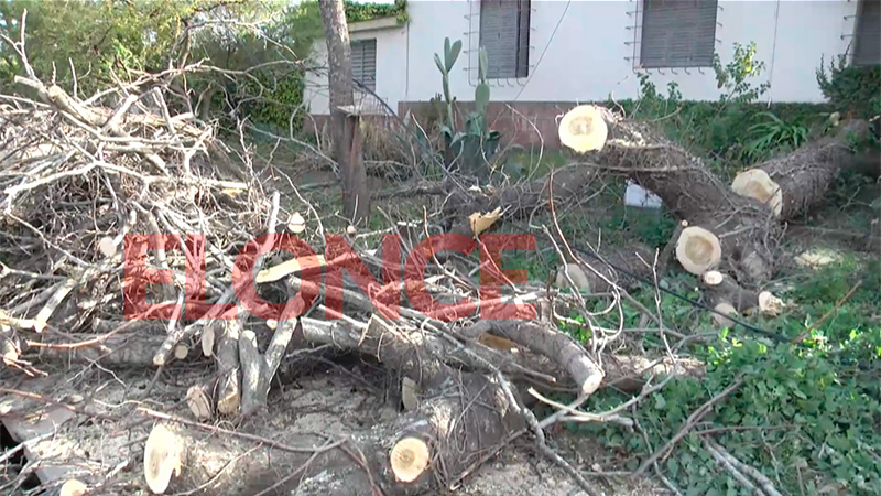 Árbol caído en Avenida de las Américas