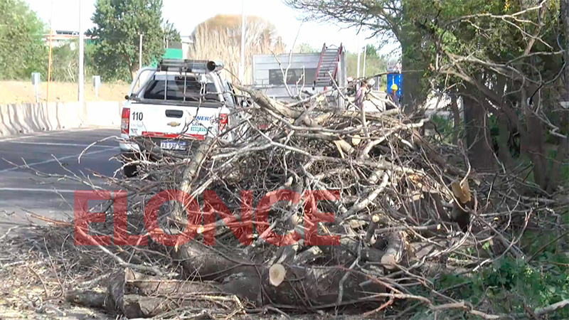 Árbol caído en Avenida de las Américas