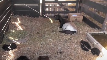Otro nacimiento múltiple: oveja parió cinco corderitos en establecimiento rural