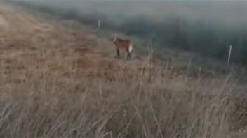 Video: avistaron un aguará guazú en La Pampa luego de 200 años de ausencia