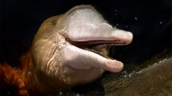 Cientos de delfines aparecen muertos por ola de calor en el Amazonas