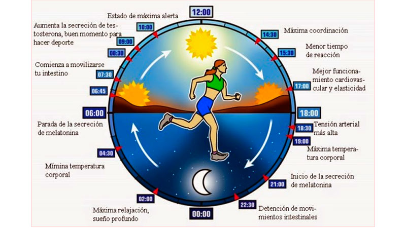 El Ciclo Circadiano Qu Es Impacto En La Salud Y C mo Sincronizar Los El Ciclo Circadiano Qu Es Impacto En La Salud Y C mo Sincronizar Los