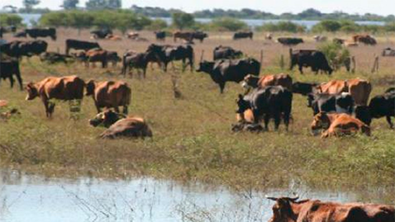 Evacuarán animales de las islas de Victoria ante la crecida del río