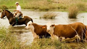 Crecida del río Paraná en Entre Ríos: Hay 600.000 cabezas de ganado en riesgo