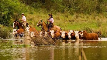 Retiran ganado de zonas bajas e islas por inminente crecida del río Paraná