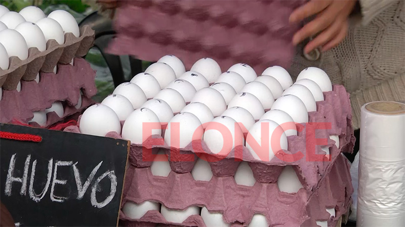 Maple de huevo (foto Elonce)