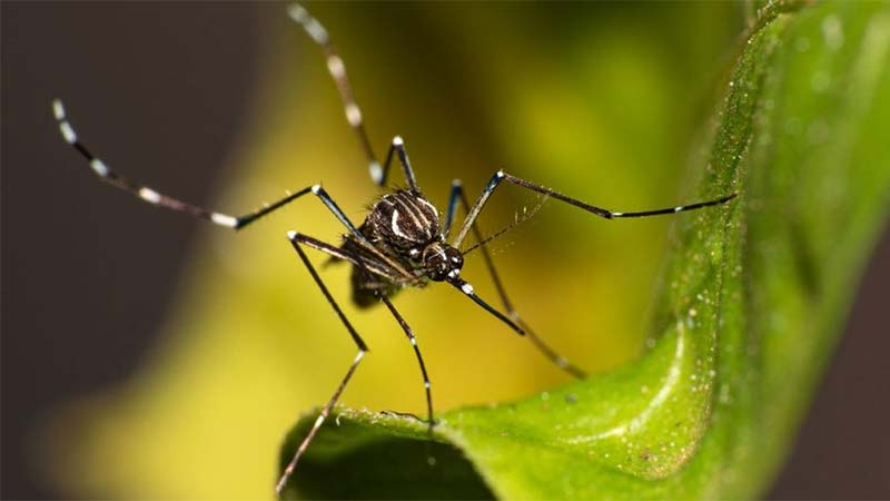 El Aedes aegypti, transmisor de la enfermedad.