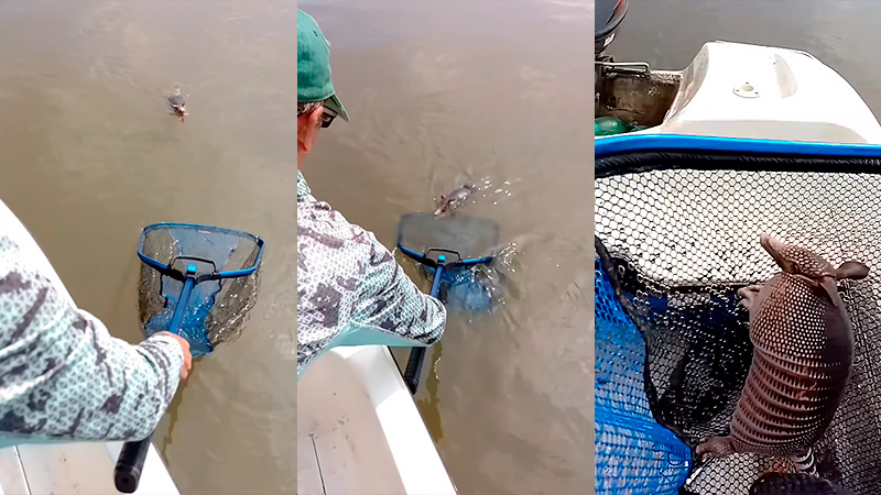 Creciente del Paraná: video muestra cómo pescadores rescataron a un tatú mulita