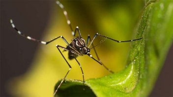 Los casos de dengue en Argentina bajaron casi a la mitad en cinco semanas