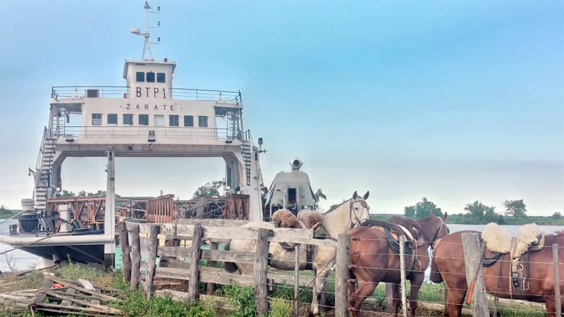 Crecida del Paraná: analizan declarar la emergencia por el ganado en islas