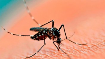Bajó curva de contagios del dengue: se contabilizan 464.249 casos en Argentina
