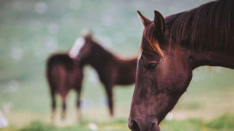 Confirmaron nuevos casos de Encefalomielitis Equina en personas en Entre Ríos