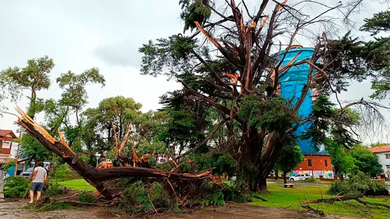 Temporal en Miramar: murió un joven de 17 años por la caída de un árbol