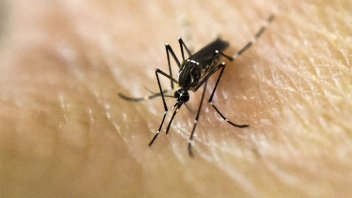 Diamante en alerta por brote de dengue: hay más de 100 casos confirmados