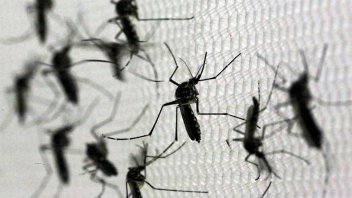 Los casos de dengue siguen aumentado en Santa Fe y son cuatro los fallecidos