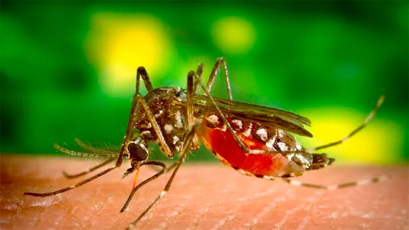 El mosquito transmisor de la enfermedad. Foto: Archivo Elonce
